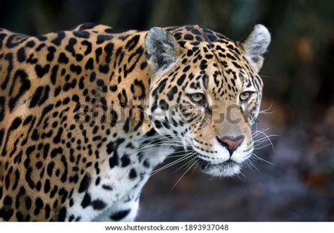 Portrait Jaguar Panthera Onca Natural Habitat Stock Photo 1893937048 ...