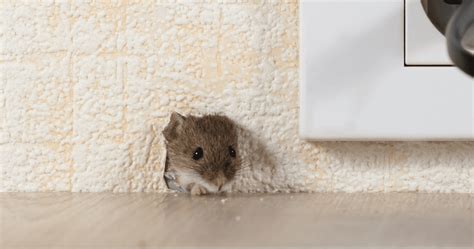 What to Do if You Hear Mice in Your Walls | Classic Pest Control & Insulation