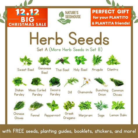 Herb Seeds Collection SET A ——— More Herbs Seeds in SET B | Shopee Philippines