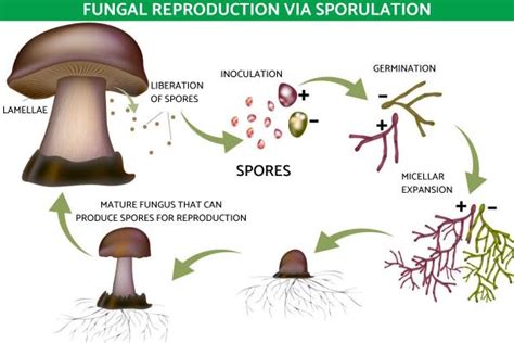 What is Sporulation in Biology? - Definition with Examples and Diagrams