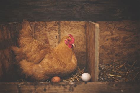 Kostenlose foto : Vogel, Flügel, Holz, Bauernhof, Scheune, Tier, Vieh, Hähnchen, Malerei, Hahn ...