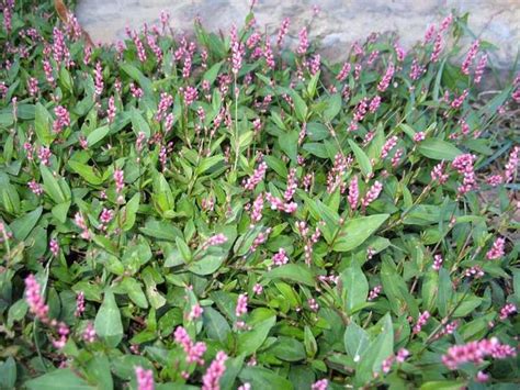 pink knotweed | Weed Eaters | Pinterest