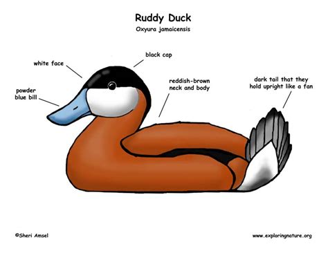 Duck Anatomy Diagram