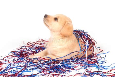 Puppy In Fourth Of July Decorations Stock Photo - Image of holiday, canine: 14043690