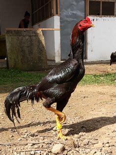 31 Aseel chicken ideas | chicken breeds, rooster, chickens