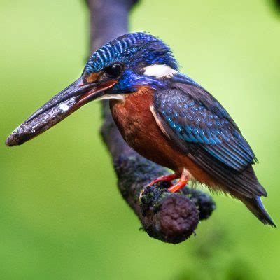 Blue eared Kingfisher Photography Group Tour - Nature Explorers India