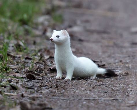 Ermine - Facts, Diet, Habitat & Pictures on Animalia.bio | Mink animal ...