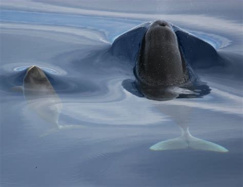 Adopt a Spectacled Porpoise — Porpoise Conservation Society