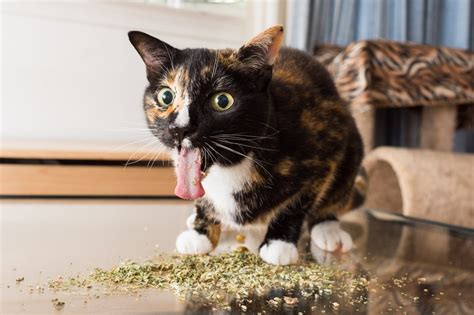 Glorious photos capture cats high on catnip | Metro News