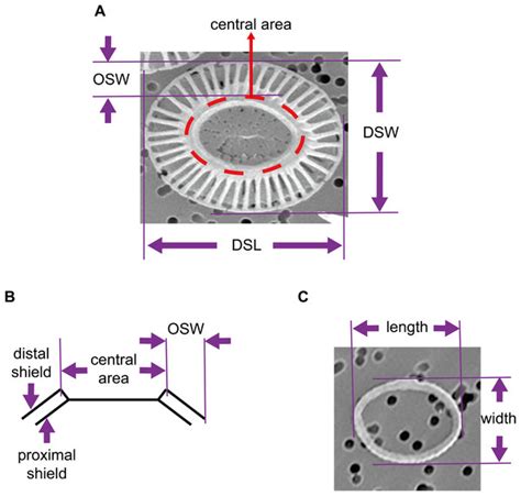 Coccolith arrangement follows Eulerian mathematics in the coccolithophore Emiliania huxleyi [PeerJ]