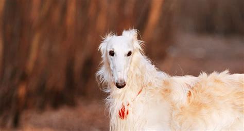 Borzoi - The Confident, Athletic Russian Wolfhound