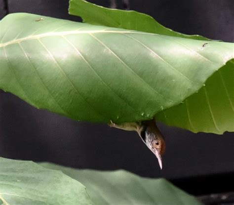 Common Tailorbird – nest building – Bird Ecology Study Group