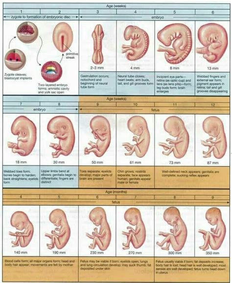 Rohingya Students Forum: Stages of Pregnancy ကိုယ္ဝန္ေဆာင္ အဆင့္မ်ား