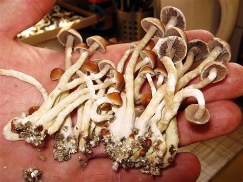 A Growing Push To Loosen Laws Around Psilocybin, Treat Mushrooms As Medicine | WBUR