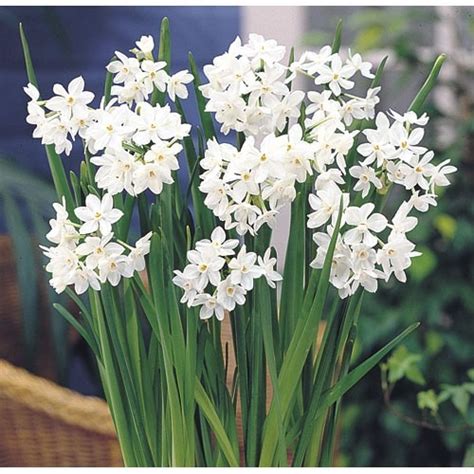 Nargis Paper White Imported Bulbs buy at seedsnpots.com