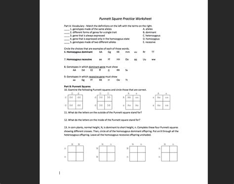 Solved Punnett Square Practice Worksheet Part A: Vocabulary | Chegg.com