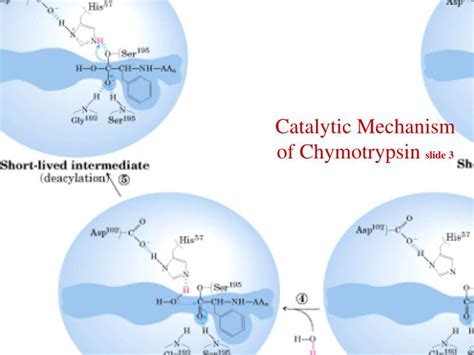 PPT - Catalytic Mechanism of Chymotrypsin slide 1 PowerPoint Presentation - ID:435916