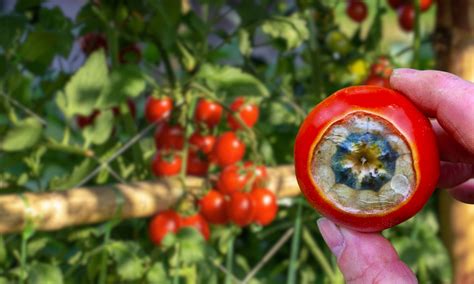 Blossom-End Rot Prevention: Keep Your Tomatoes Free from This Common Disease - Tiny Changes Matter