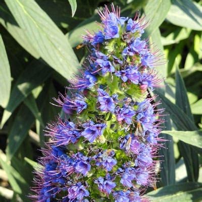 Wholesale Seeds - ECHIUM Fastuosum, Pride of Madeira - Mistletoe Carter ...