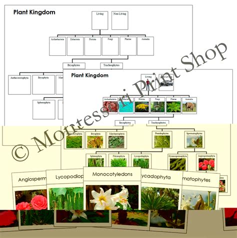 Plant Kingdom Cards and Charts | Made By Teachers