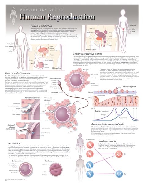 Female Reproductive System F73