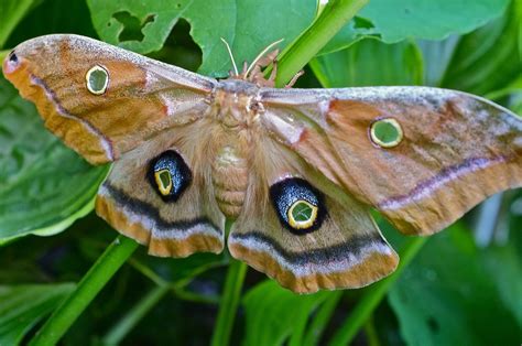 Polyphemus Moth – Identification, Life Cycle, Facts & Pictures