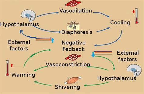 Feedback Mechanism - The Definitive Guide | Biology Dictionary