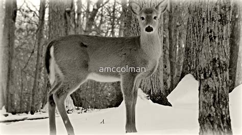 "Baby Deer in the Winter Snow" by amccolman | Redbubble