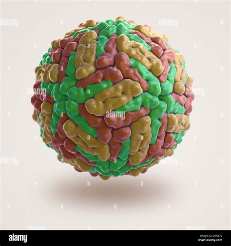 Structure Of Dengue Virus