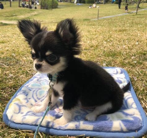 Mini teacup papillon puppies - Papillon puppies breeders