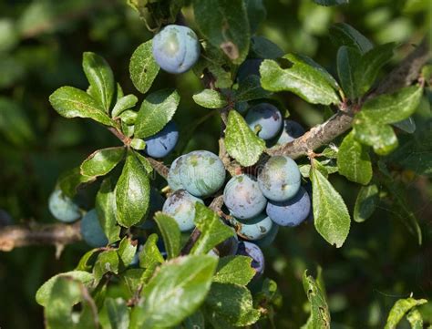 Sloe Berries stock image. Image of jelly, wild, countryside - 15596679