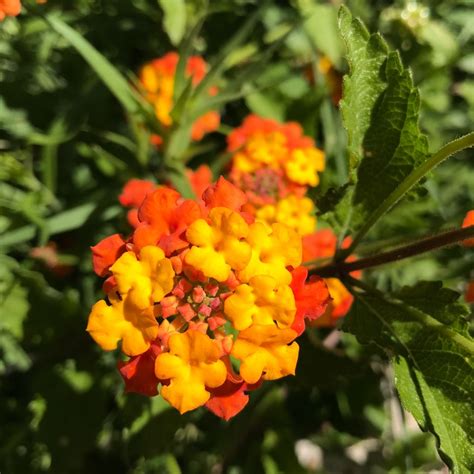 Hill Country Wildflower Identification | Wild flowers, Hill country ...