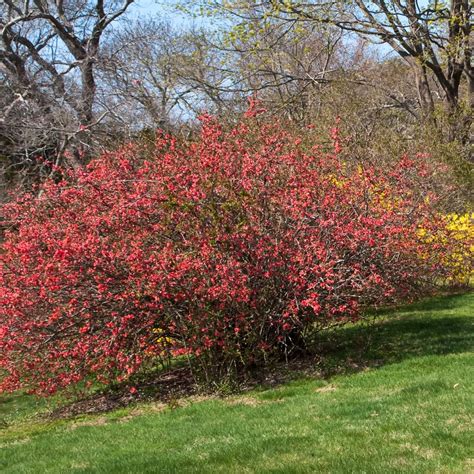 How to Grow and Care for Flowering Quince - growhappierplants.com