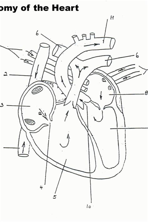 Free Anatomy And Physiology Coloring Pages - Coloring Home