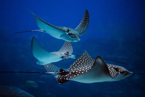 several stingfish swimming in the ocean together