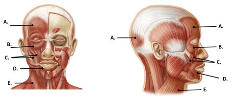 Facial Muscles Functions and Locations Diagram | Quizlet