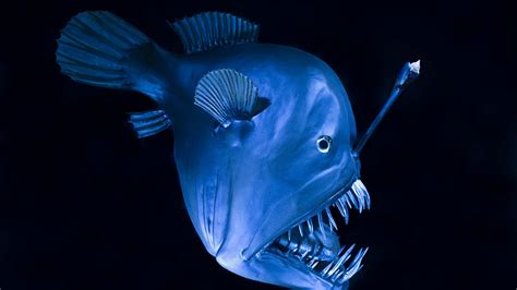 Deep-sea thriller: The gothic romance of anglerfish - CGTN