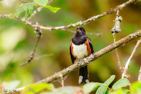 5 Favorite Pacific Northwest Birds and How to Find Them • Austin Schuver