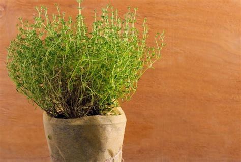 How to Grow Dill Indoors – Urban Leaf