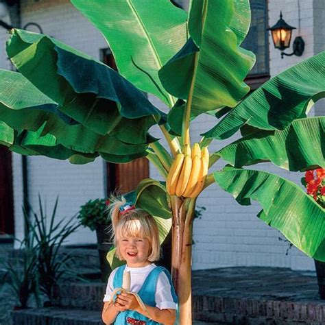 Buy Dwarf Banana Tree - Grow Bananas at Home! | Banana tree, Dwarf ...