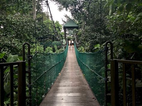 KL Forest Eco Park: Surprisingly It's a Real Rainforest!