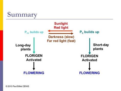 Photoperiodism