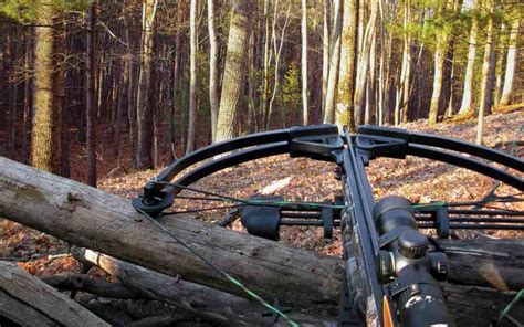 Can a Felon Own a Crossbow at Home? - The Felon's Guide