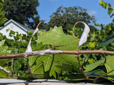 White gooey substance on grape vine? : r/plantclinic