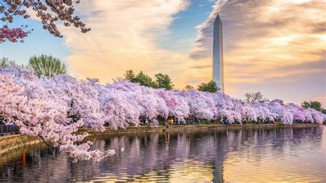 When Do Cherry Blossoms Bloom In Washington Dc 2024 - Tiffy Giacinta