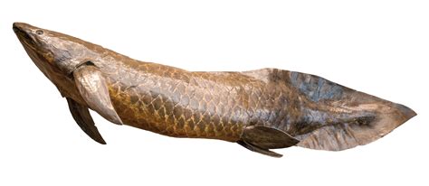 UNE Discovery | Australian Lungfish