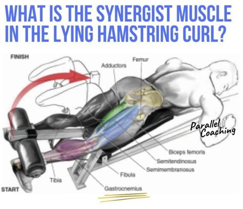 What is the Synergist Muscle in the Lying Hamstring Curl?