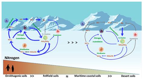 Microorganisms | Free Full-Text | Microbial Nitrogen Cycling in ...