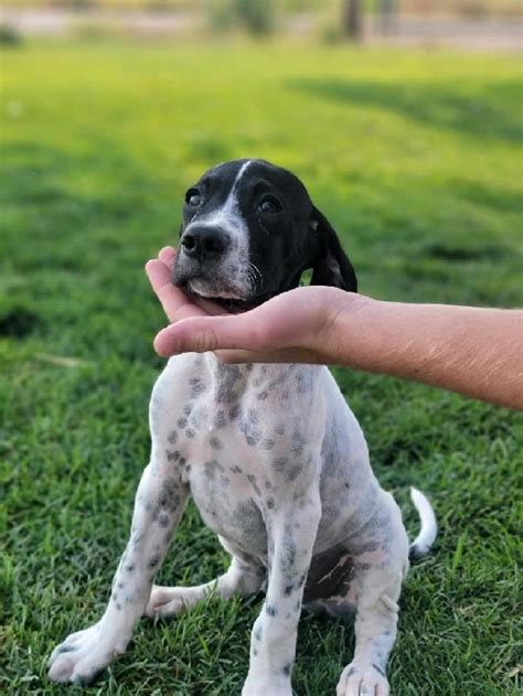 ENGLISH POINTER PUPPIES FOR SALE