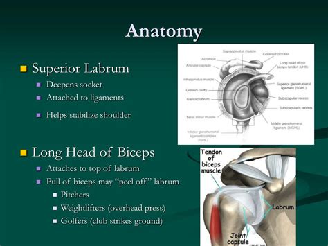 Anatomy Shoulder Labrum Tear